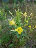 Oenothera biennis